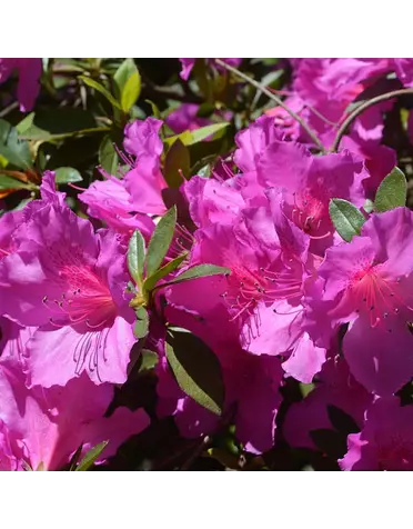 AZALEA, 'FORMOSA PURPLE LAVENDER', 7G