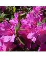 AZALEA, 'FORMOSA PURPLE LAVENDER', 7G - Mature Large Purple Blooms
