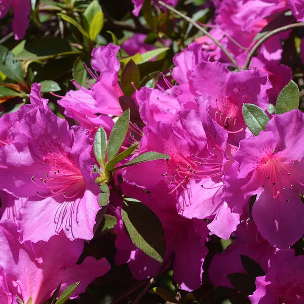 AZALEA, 'FORMOSA PURPLE LAVENDER', 7G - Mature Large Purple Blooms
