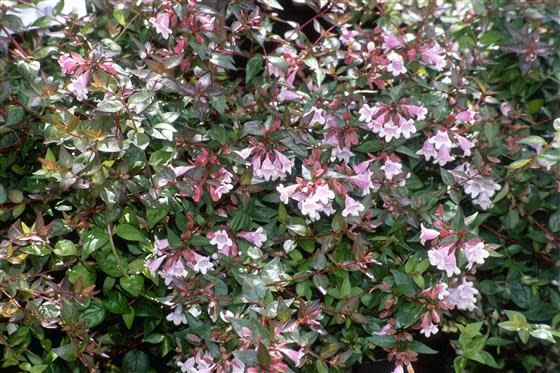 'EDWARD GOUCHER' ABELIA, 3 GALLON
