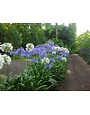 BLUE AGAPANTHUS PLANT, 1 GALLON