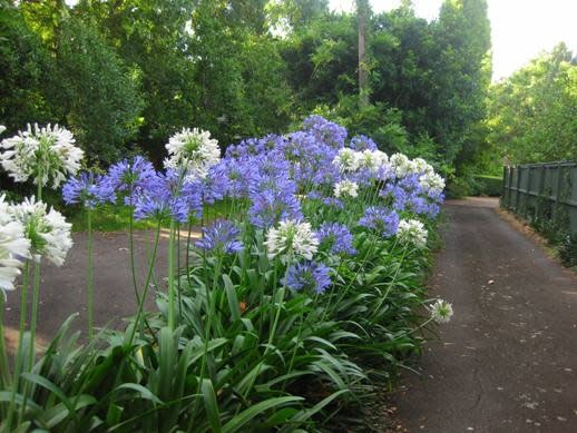 AGAPANTHUS, 'BLUE', 1G