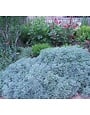 'POWIS CASTLE' ARTEMISIA (WORMWOOD), 1 GALLON