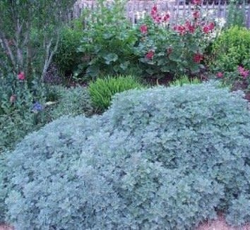 'POWIS CASTLE' ARTEMISIA (WORMWOOD), 1 GALLON