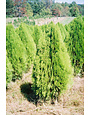 'BLUE CONE' ARBORVITAE, 3 GALLON