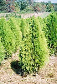 'BLUE CONE' ARBORVITAE, 3 GALLON