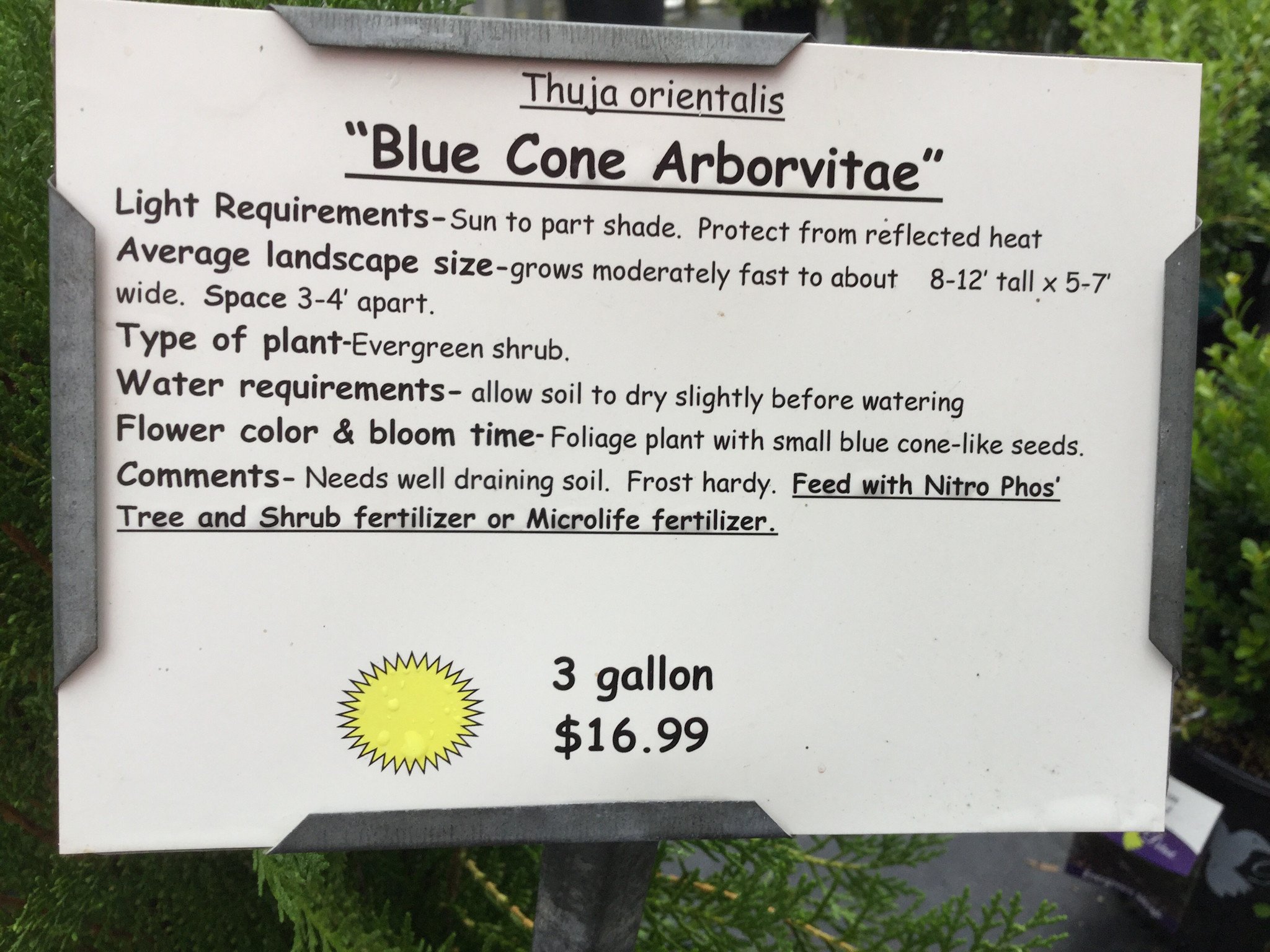 ARBORVITAE, 'BLUE CONE', 3G