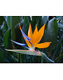 BIRD OF PARADISE PLANT, 5 GALLON