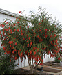 'HANNAH RAY' BOTTLEBRUSH, 3 GALLON