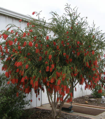 'HANNAH RAY' BOTTLEBRUSH, 3 GALLON