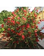'HARDY' BOTTLEBRUSH PLANT, 3 GALLON