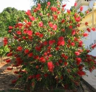 'HARDY' BOTTLEBRUSH PLANT, 3 GALLON