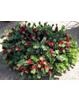 Bottlebrush ‘Little John’ – Compact Red Blooming Shrub (3 Gallon)