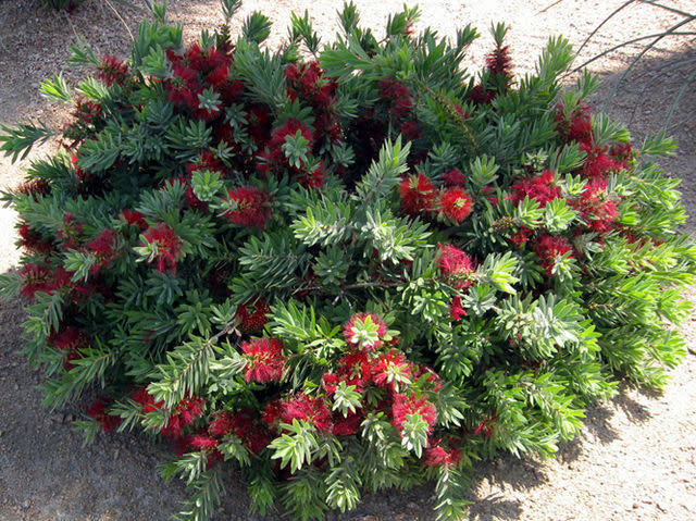Bottlebrush ‘Little John’ – Compact Red Blooming Shrub (3 Gallon)