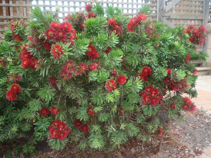 Bottlebrush ‘Little John’ – Compact Red Blooming Shrub (3 Gallon)