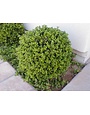 Vallecillos Japanese Boxwood 3 Gallon - Buxus microphylla var. japonica