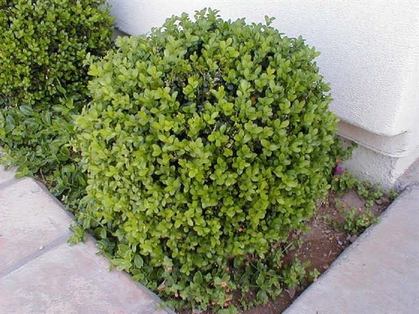 Vallecillos Japanese Boxwood 3 Gallon - Buxus microphylla var. japonica