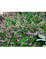 MEXICAN HEATHER PLANT, 1 GALLON