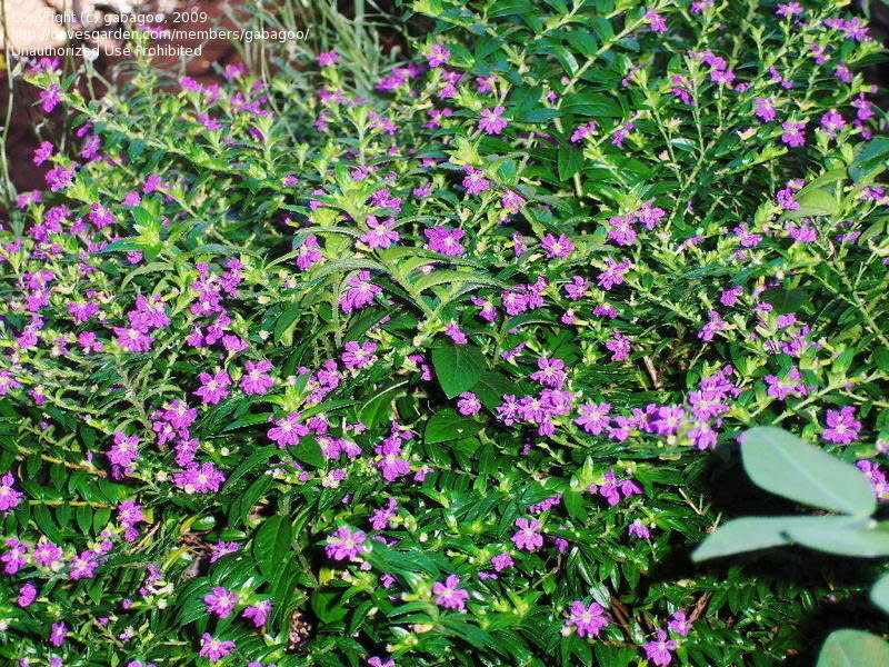 MEXICAN HEATHER PLANT, 1 GALLON