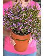 MEXICAN HEATHER PLANT, 1 GALLON