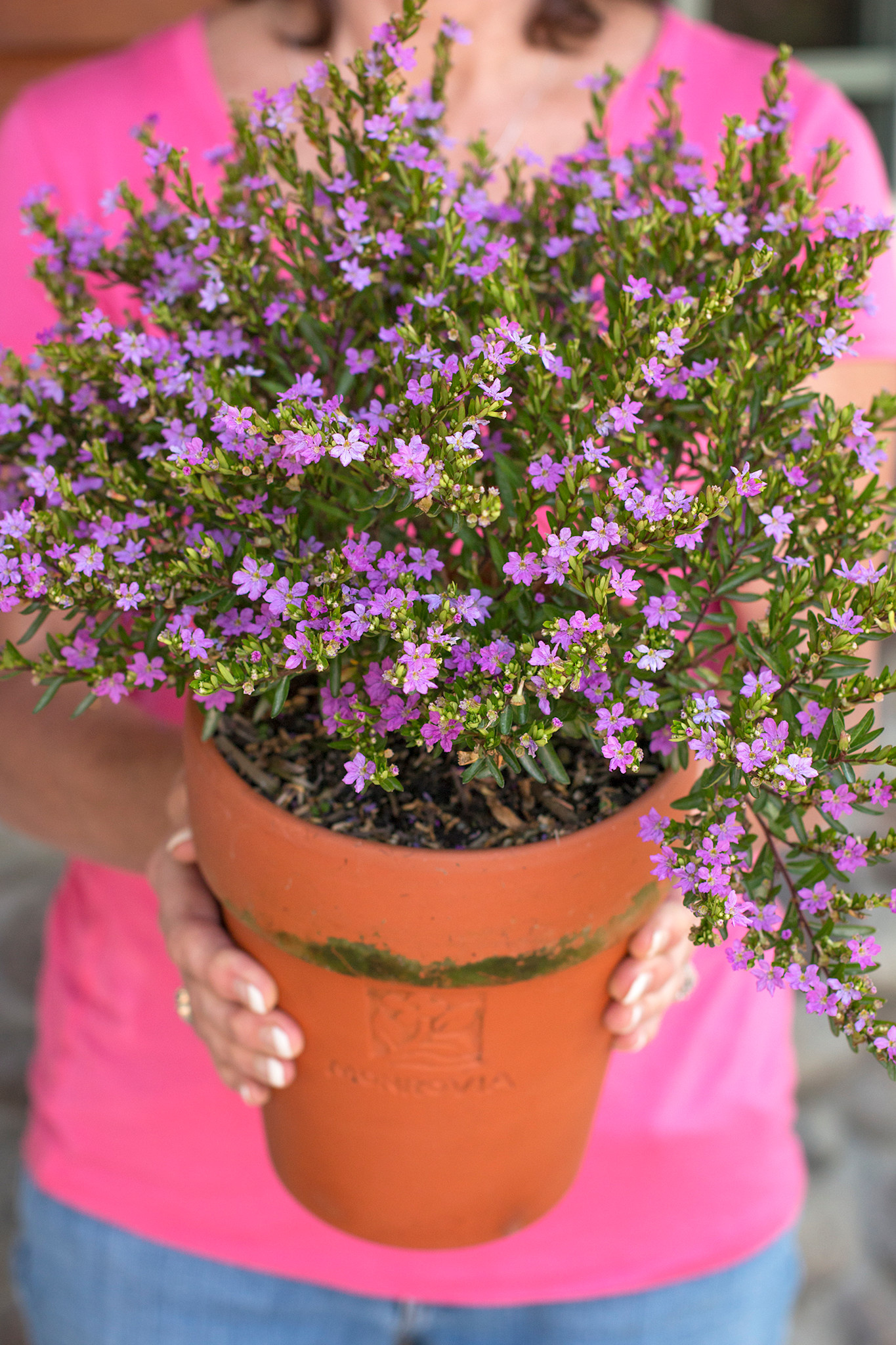MEXICAN HEATHER PLANT, 1 GALLON