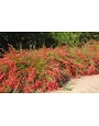 Red Firecracker Fern 3 Gallon - Russelia equisetiformis