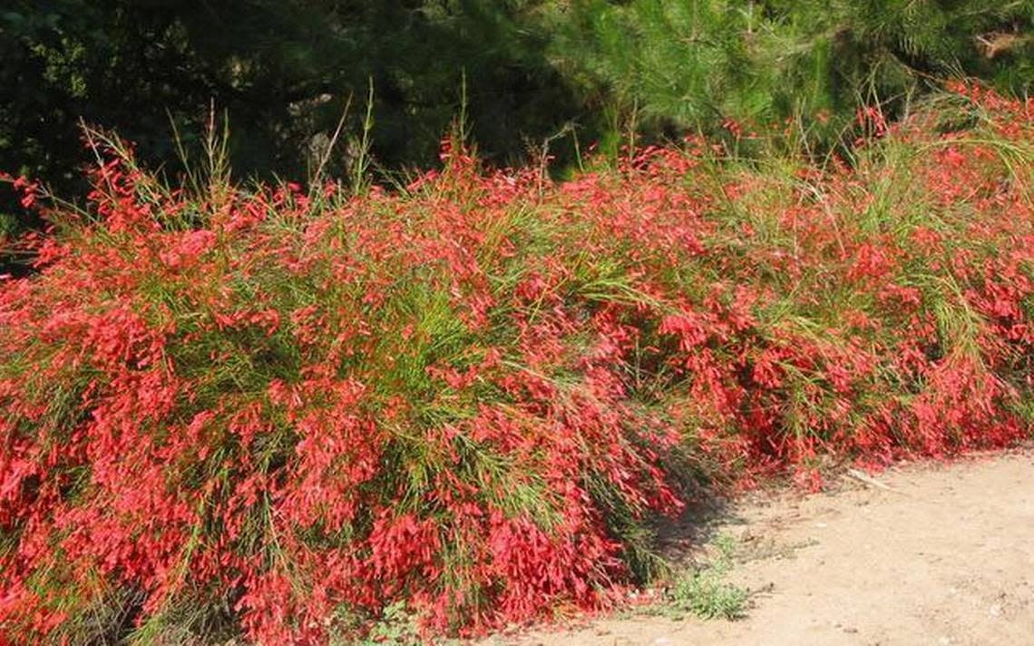 Red Firecracker Fern 3 Gallon - Russelia equisetiformis