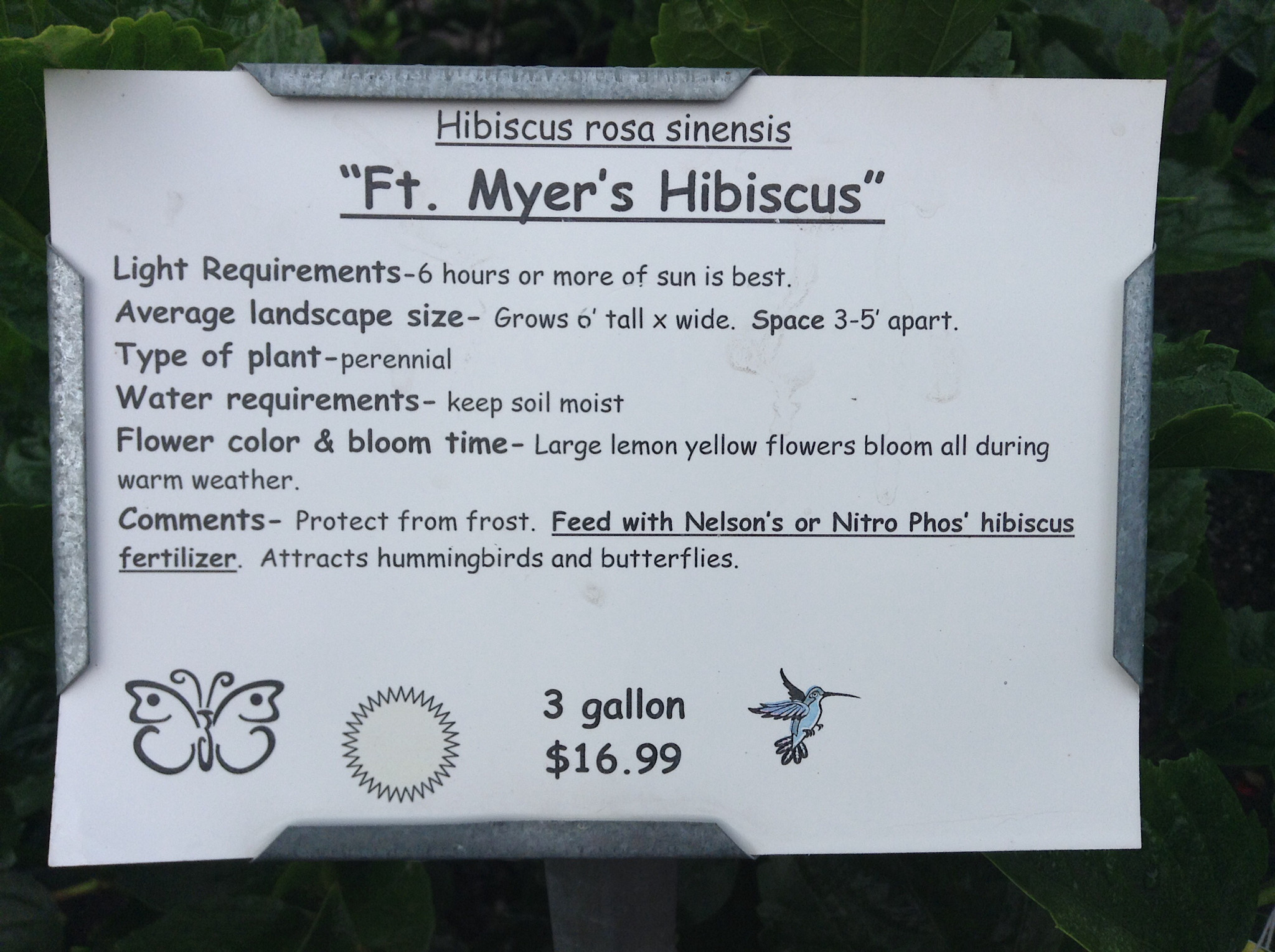 'FT. MYERS YELLOW' TROPICAL HIBISCUS, 3 GALLON