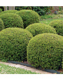 Dwarf Yaupon Holly 3 Gallon - Ilex vomitoria 'Nana'