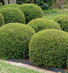 Dwarf Yaupon Holly 3 Gallon - Ilex vomitoria 'Nana'
