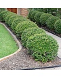 Dwarf Yaupon Holly 3 Gallon - Ilex vomitoria 'Nana'