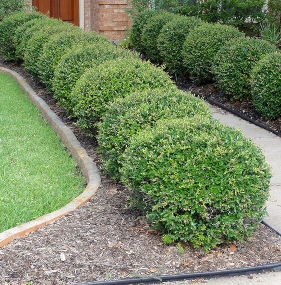Dwarf Yaupon Holly 3 Gallon - Ilex vomitoria 'Nana'