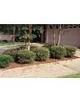 Dwarf Yaupon Holly 3 Gallon - Ilex vomitoria 'Nana'