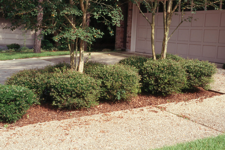 Dwarf Yaupon Holly 3 Gallon - Ilex vomitoria 'Nana'