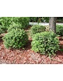 Dwarf Yaupon Holly 3 Gallon - Ilex vomitoria 'Nana'