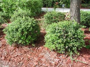 Dwarf Yaupon Holly 3 Gallon - Ilex vomitoria 'Nana'