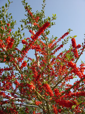 Pride of Houston Yaupon Holly 15 Gallon - Ilex vomitoria 'Pride of Houston'
