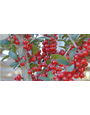 'PRIDE OF HOUSTON' YAUPON HOLLY PLANT, 15 GALLON