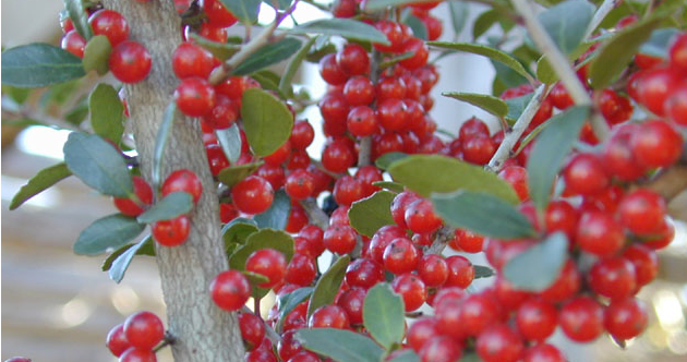 'PRIDE OF HOUSTON' YAUPON HOLLY PLANT, 15 GALLON