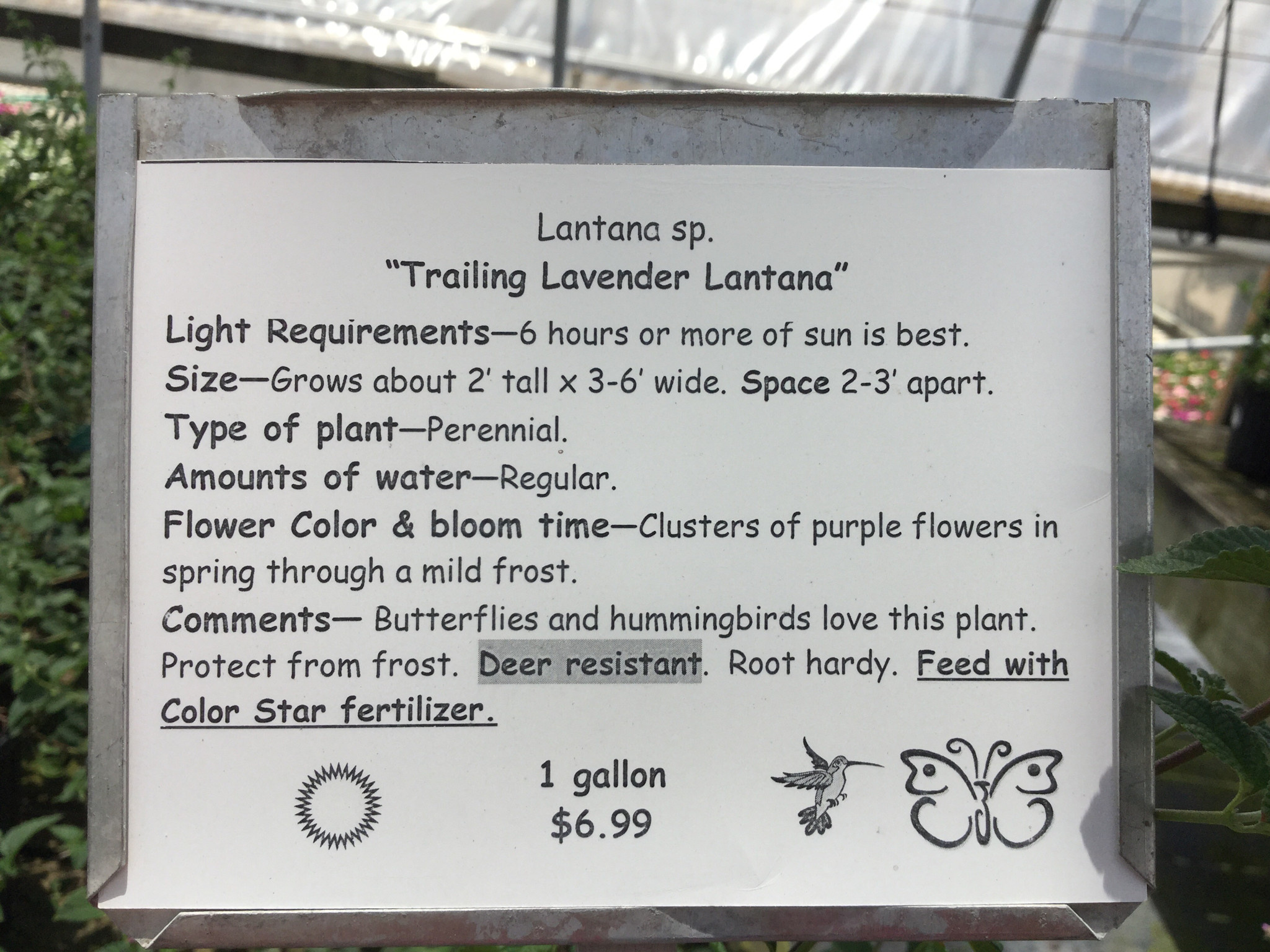 LANTANA, 'TRAILING LAVENDER', 1G