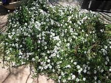 LANTANA, 'TRAILING WHITE, 1G