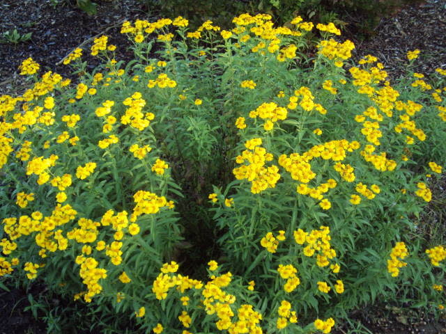 MARIGOLD, 'MEXICAN MINT', 1G