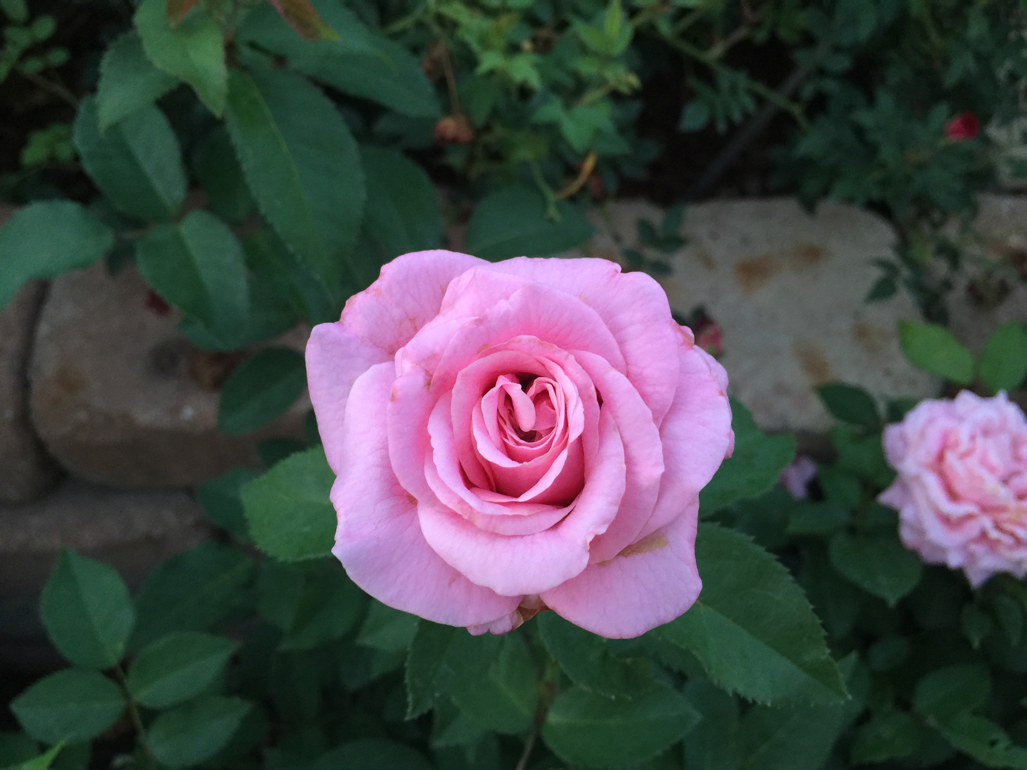 'BELINDA'S DREAM' ROSE, 3 GALLON