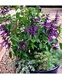 SALVIA, 'AMISTAD PURPLE', 1G