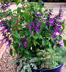SALVIA, 'AMISTAD PURPLE', 1G
