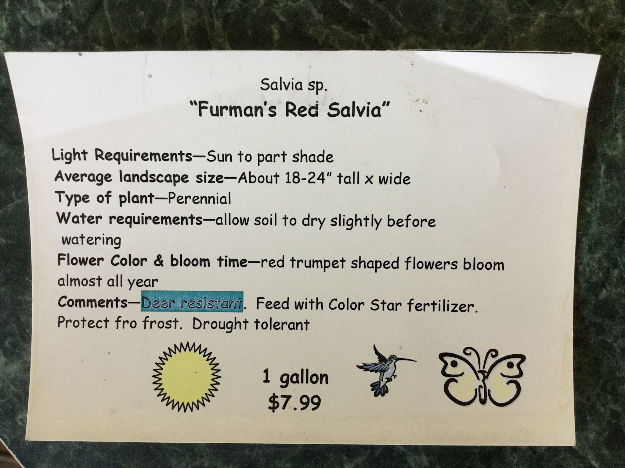 SALVIA, 'GREGGII, 'RED', 1G