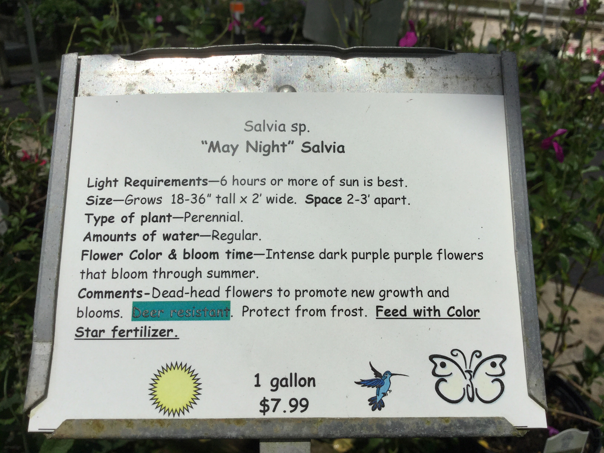 SALVIA, 'MAY NIGHT', 1G