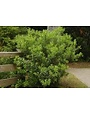 Wax Myrtle 3 Gallon - Native Evergreen Shrub
