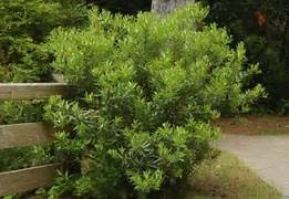 WAX MYRTLE SHRUB, 3 GALLON