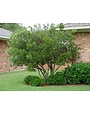 Wax Myrtle 3 Gallon - Native Evergreen Shrub